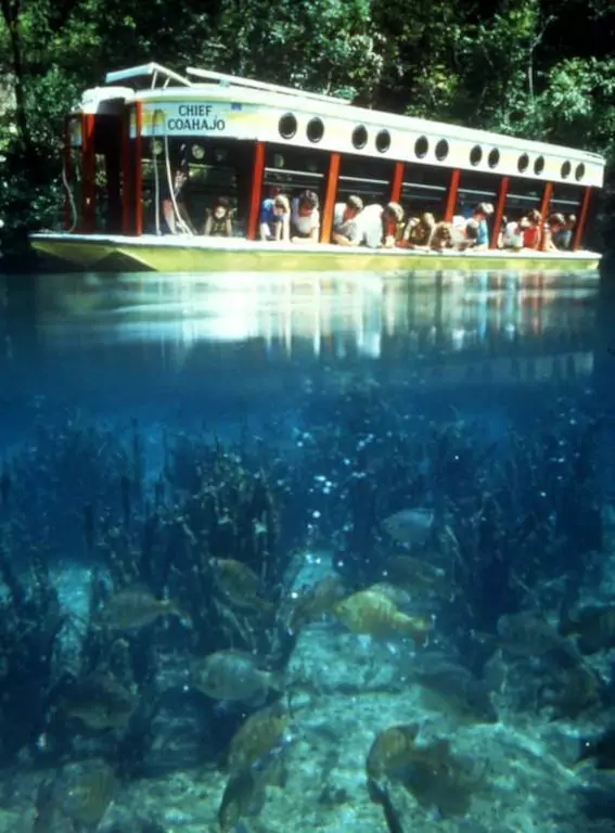 silver springs state park glass bottom boat