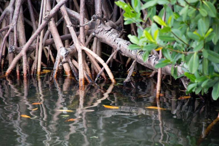 Mangroves in the Florida Keys are great places to kayak, especially through mangrove tunnels.