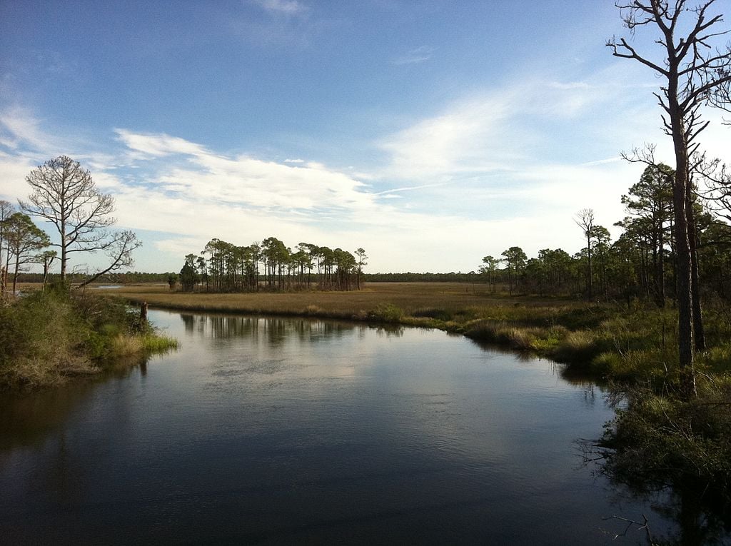 Marsh and marine ecosystems from Chaires Creek in Bald Point State Park, Florida