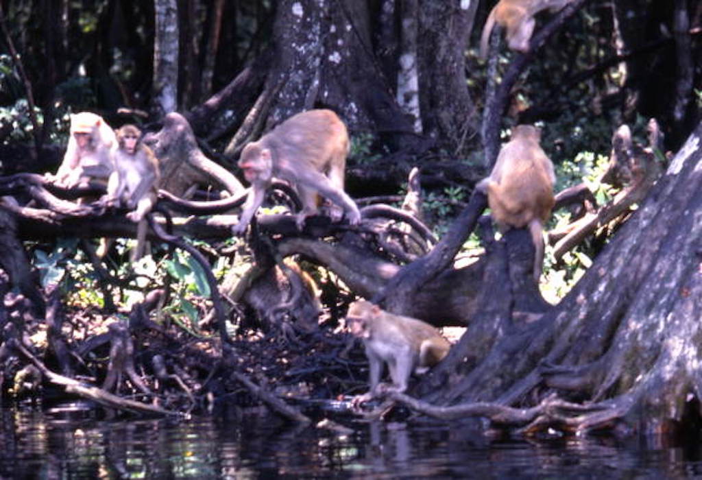 silver springs state park monkeys florida