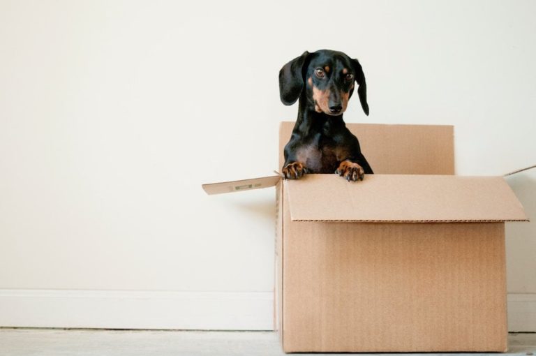 Moving to Florida dog in a box