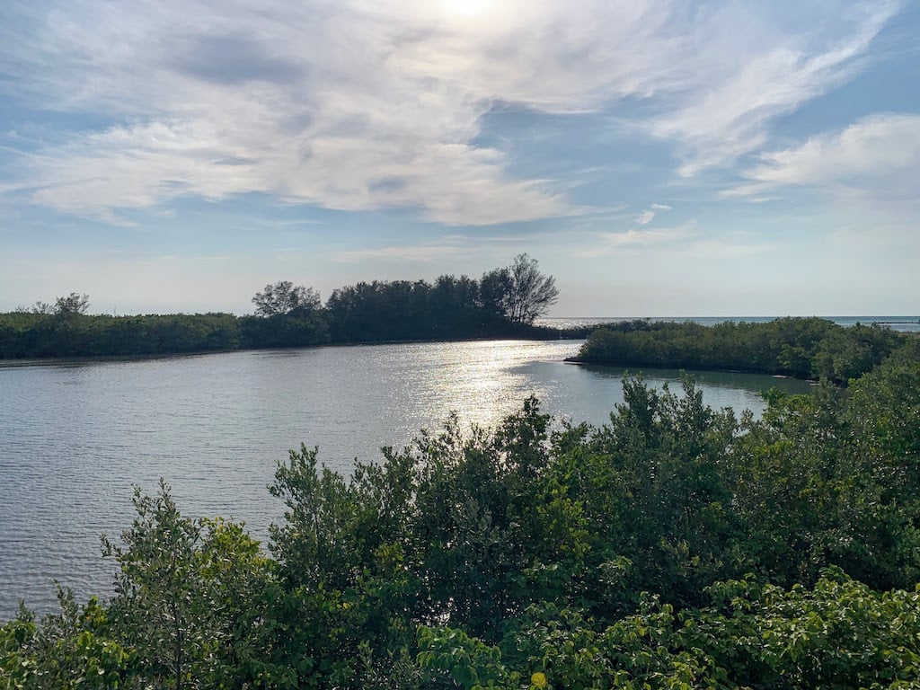 Mangrove forest on Longboat Key natural area