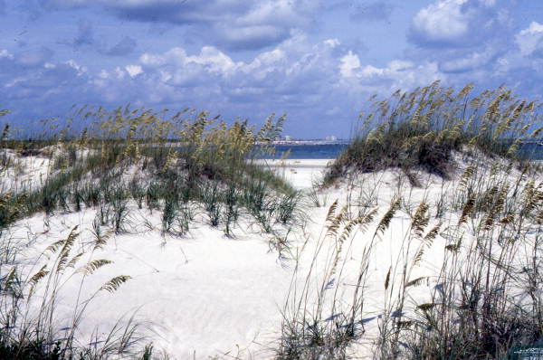 A white sand beach dune in New Smyrna Beach, Florida