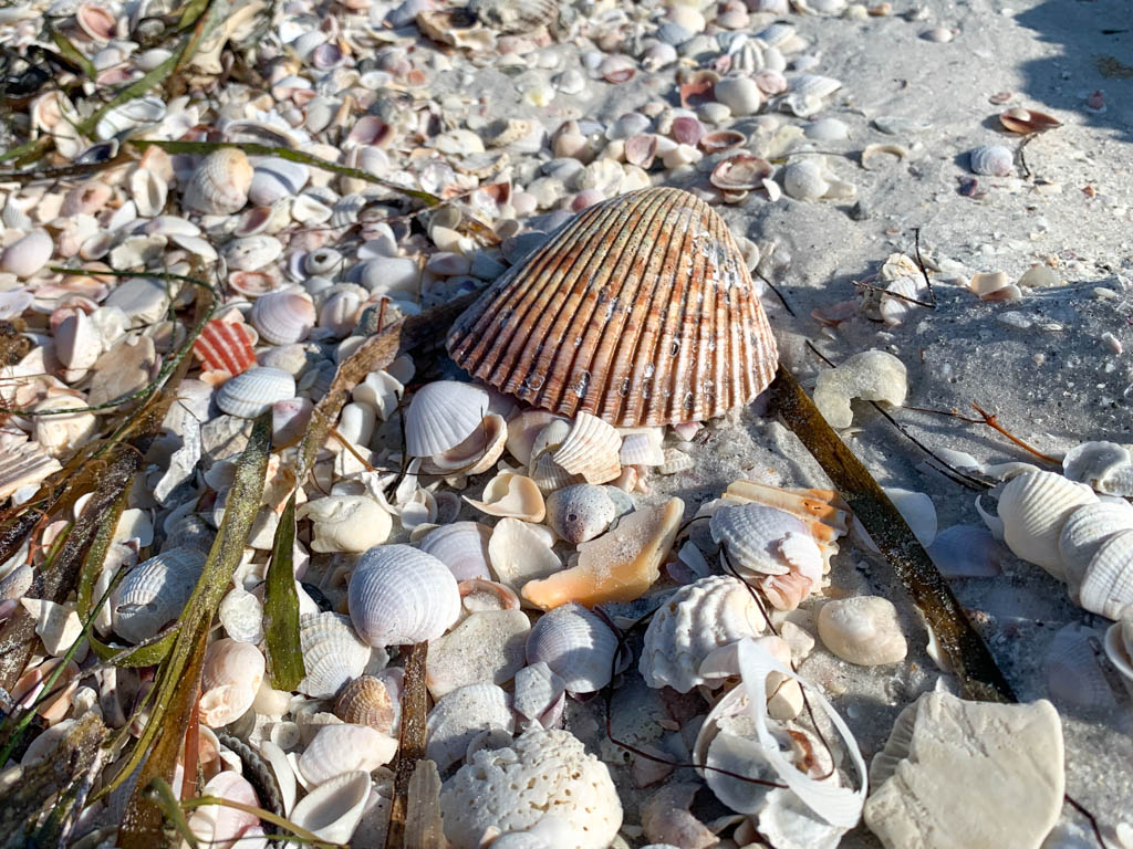 Shells at Pass-a-Grille beach, Florida