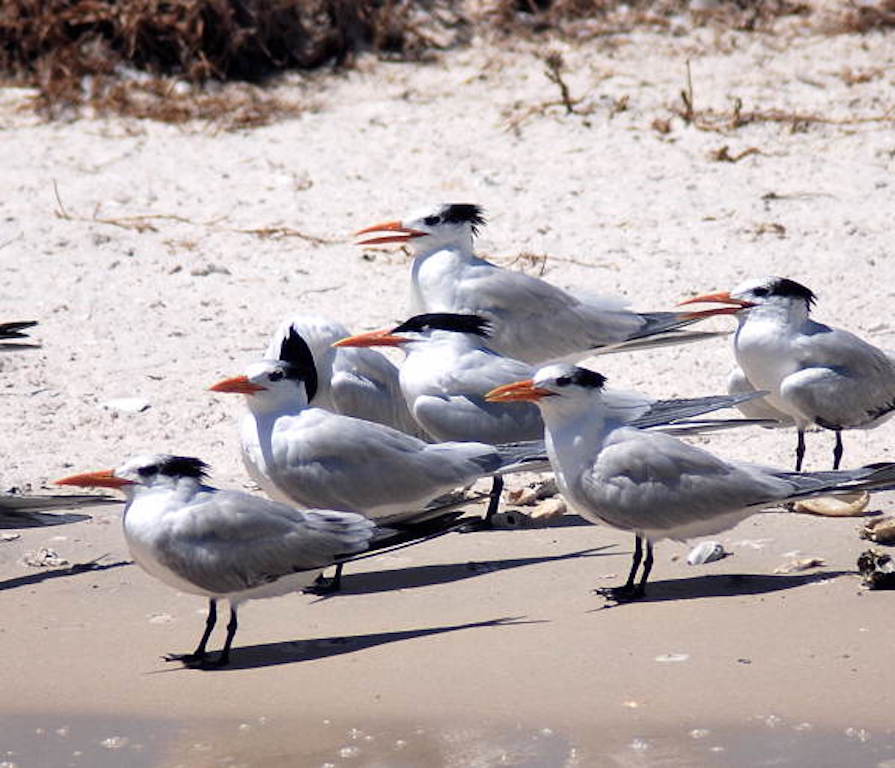 Birds at Passage Key