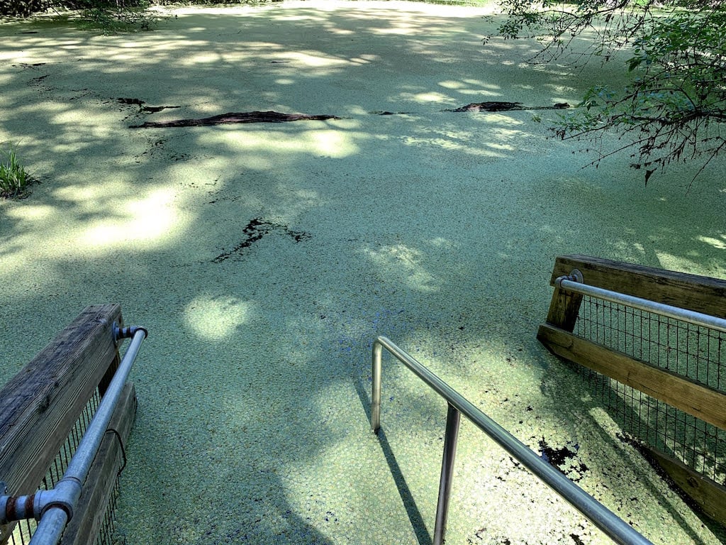 Wes Skiles Peacock Springs State Park