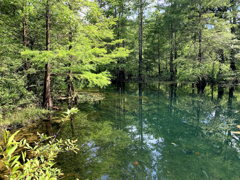 Wes Skiles Peacock Springs State Park