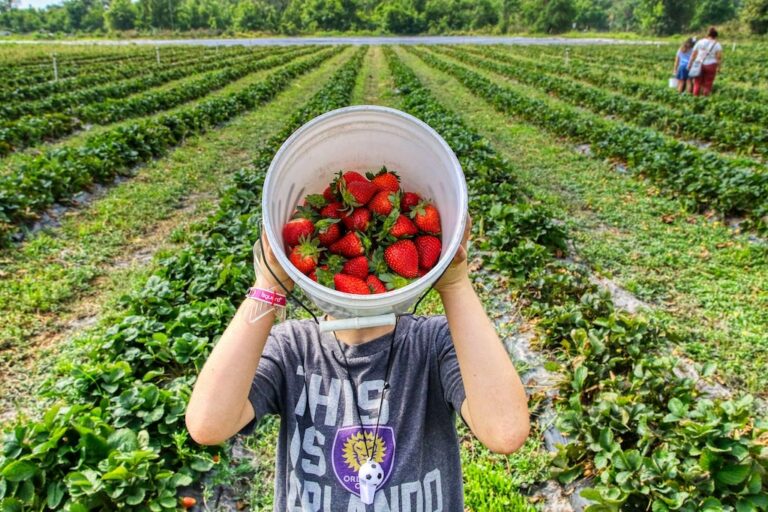 U-pick strawberry picking farm in Florida