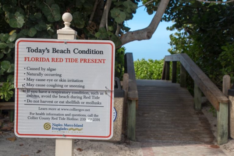 Red tide in Naples, Florida, caused by a harmful algae bloom