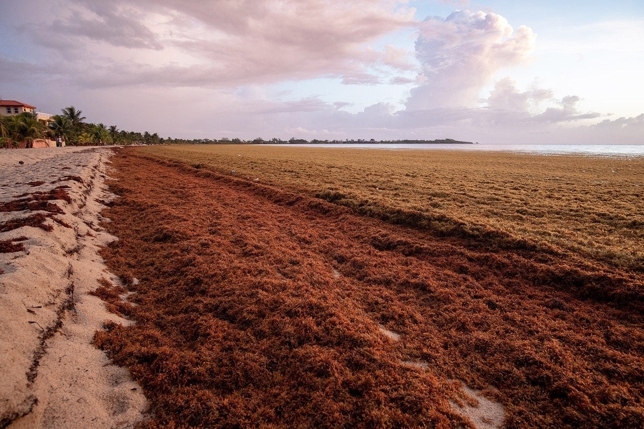 A beach covered in sargassum seaweed