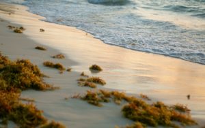 Sargassum on a beach in the Florida Keys