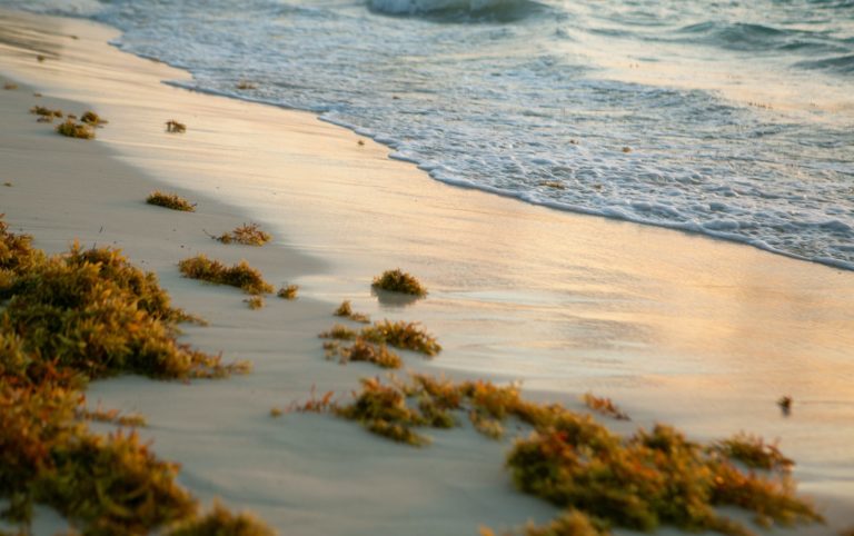 Why do the Florida Keys Smell Like Sulfur?