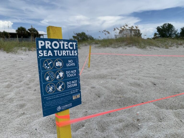 Nesting sea turtles Florida