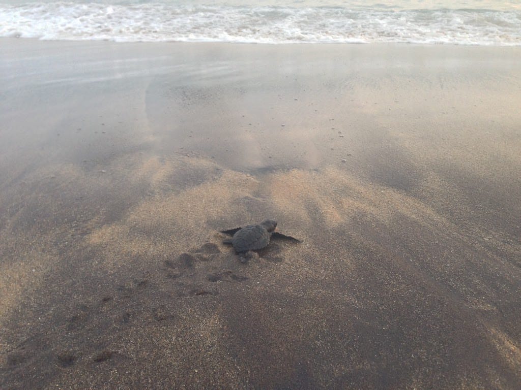 Baby sea turtle hatchling in Florida