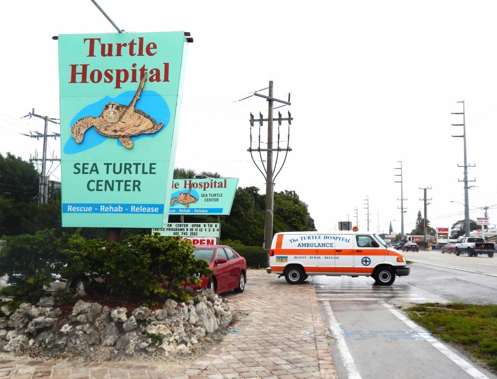 The sea turtle hospital in Marathon, Florida