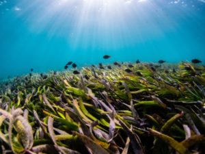 Seagrass beds in Florida