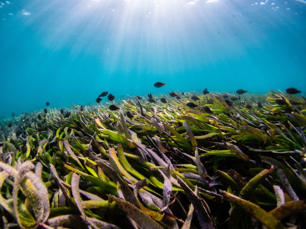 Seagrass beds in Florida