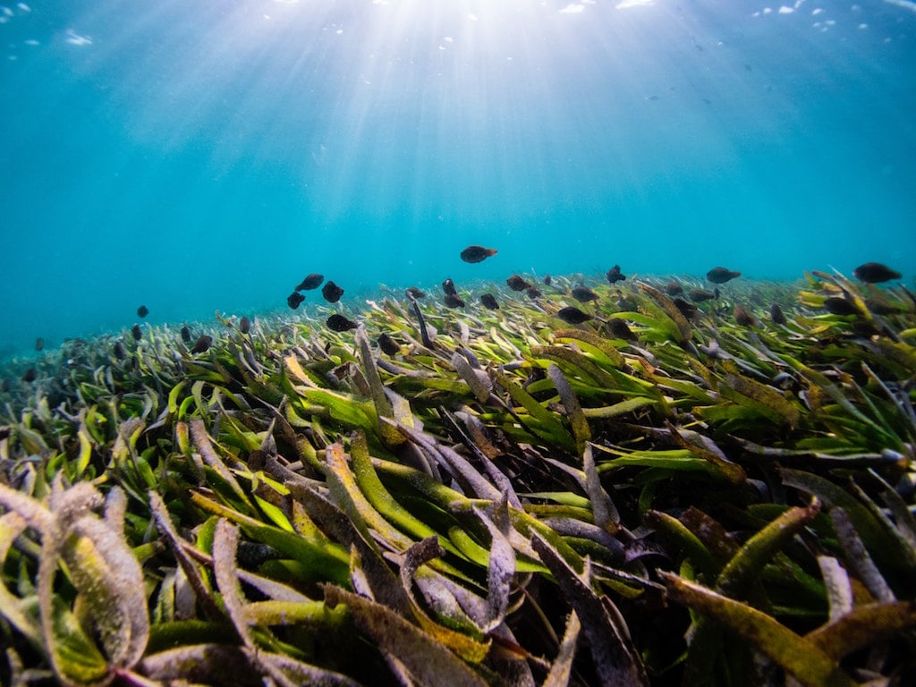 Seagrass The Florida Guidebook