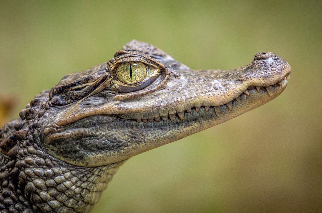 Seeing an alligator in Florida