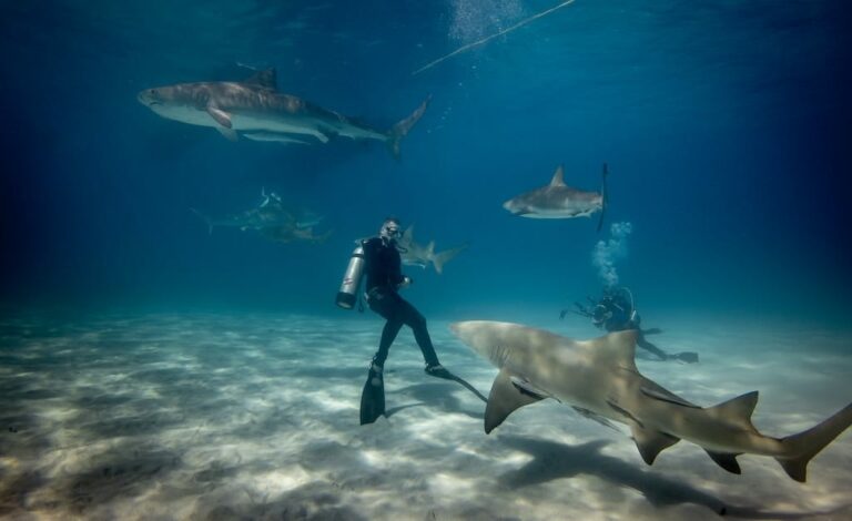 Shark Attacks in Florida