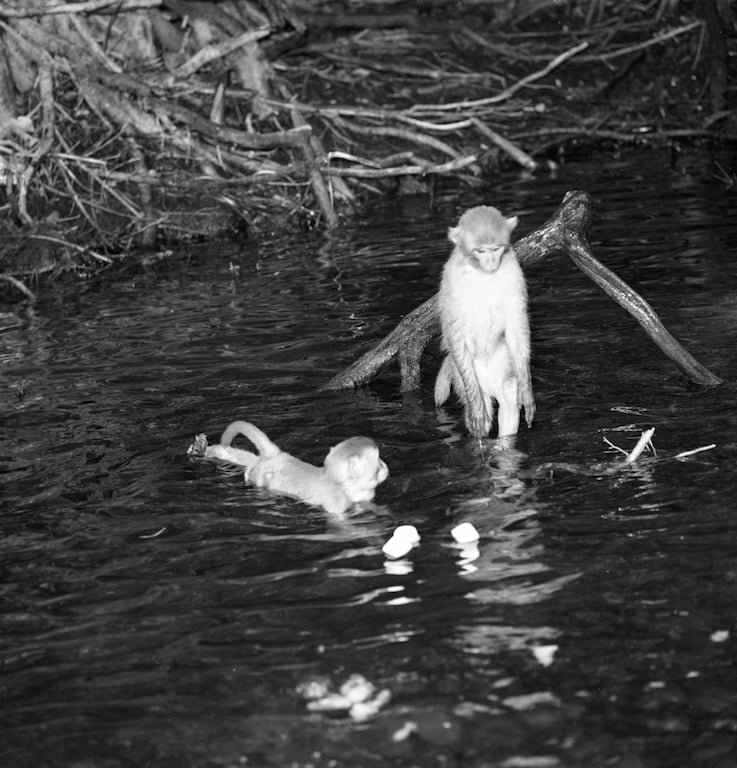 silver springs state park monkeys in florida