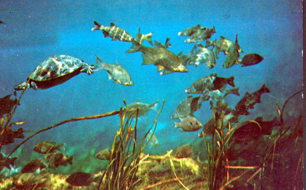 silver springs state park underwater fish