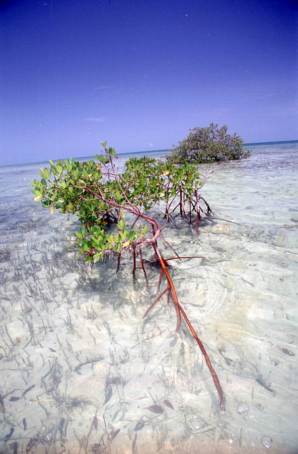 Mangrove roots stabilize a sandbar near Key West in the Florida Keys