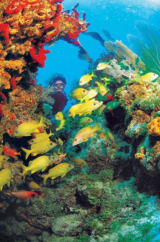 Scuba diving at the Florida Barrier Reef in Key West, Florida Keys