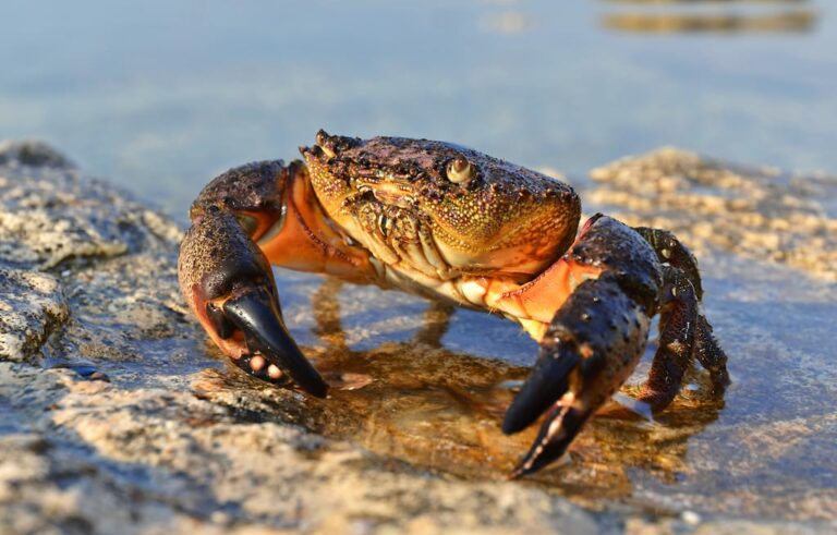 Stone Crabbing