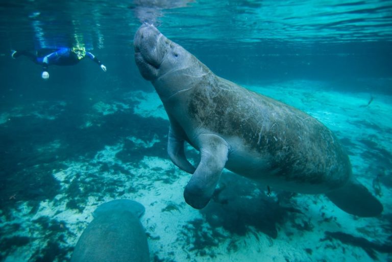 swimming with manatees in florida