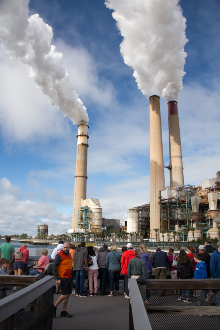 A crowd viewing manatees at the TECO power plant in Tampa