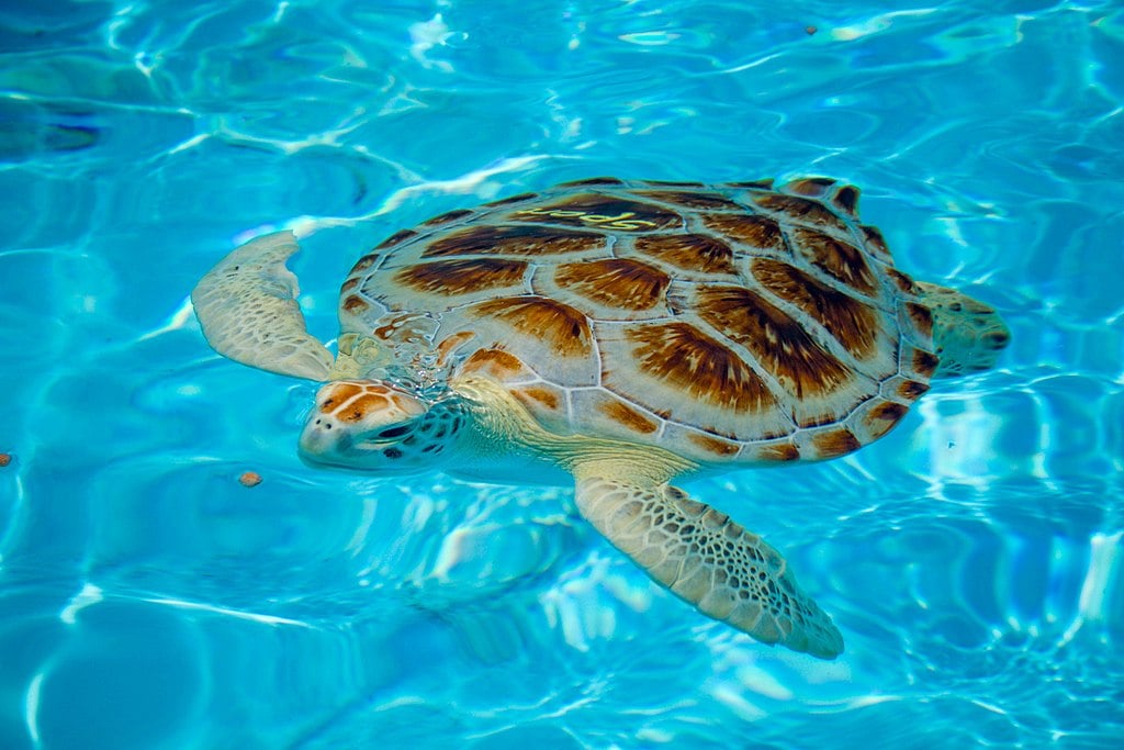 Sea turtle in Marathon, Florida Keys