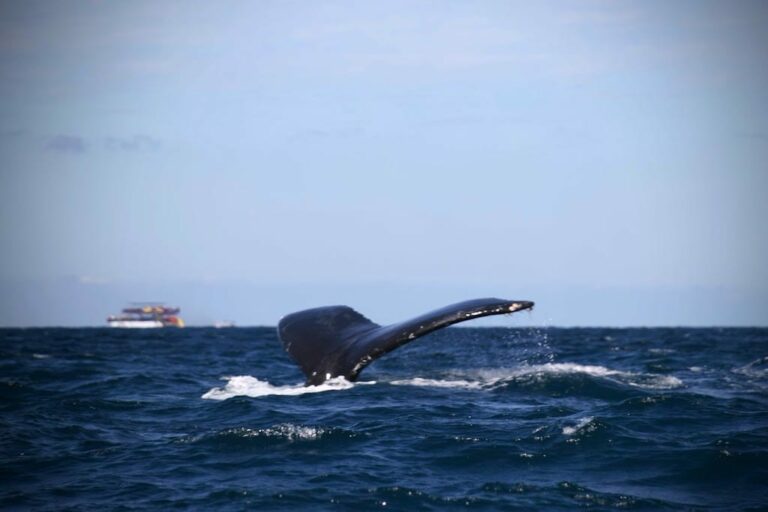 Florida whale watching tour